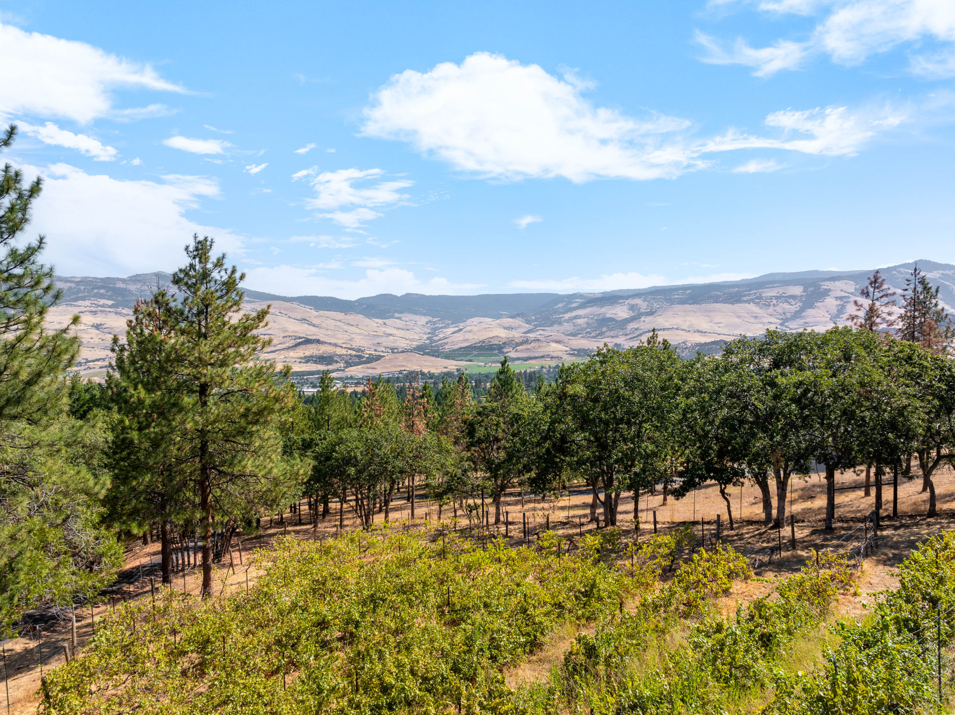 Mature orchard and hillside plantings overlooking the Rogue Valley and surrounding mountains